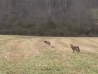 Fano - Avvistamenti di lupi a Ponte Sasso, ordinanza del sindaco